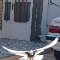 کبوتر یا کفتر .