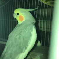 عروس هلندی نر سخنگو
