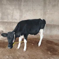 گوساله|حیوانات مزرعه|آبپخش, |دیوار