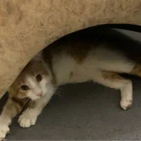 واگذاری گربه