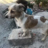 سگ پیداشده|سگ|رباط‌کریم, رباط‌کریم|دیوار