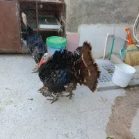 دو عدد بوقلمون نر محلی سالم سرحال فروش فوری