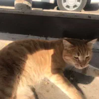 گربه نر