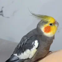 فروش عروس هلندی نر