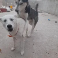 ی جفت سگ هاسکی نر و ماده