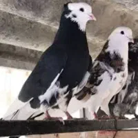 کفتر جفت کنی کفتر دو طبقه سالم