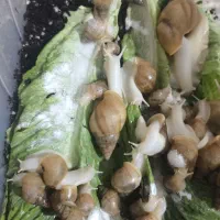 حلزون|خزنده|محمدیه-قزوین, |دیوار