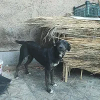 سگ نگهبان فروشی