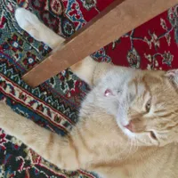واگذاری گربه