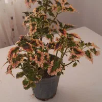 گلهای خانگی|گل و گیاه طبیعی|تبریز, |دیوار