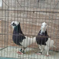 یک جفت طوقی|پرنده|رفسنجان, |دیوار