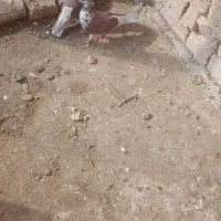 کبوتر|پرنده|قم, باغ شازده|دیوار