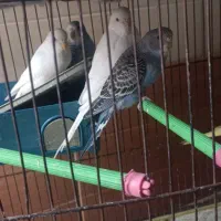 کوتوله و مرغ عشق|پرنده|میبد, |دیوار