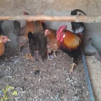 مرغ وخروس لری