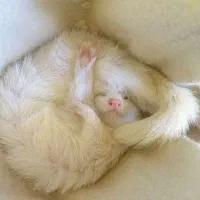 خرگوش خانگی