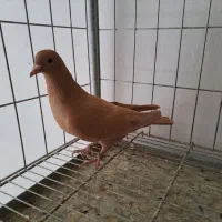 کبوتر دم سیاه و زرد کرمانی|پرنده|بیرجند, |دیوار