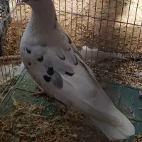 کبوتر نر|پرنده|قم, صدوق|دیوار