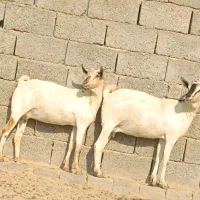 دوعدد بز صومال آبستن دوقلوزاه|حیوانات مزرعه|بندرعباس, |دیوار