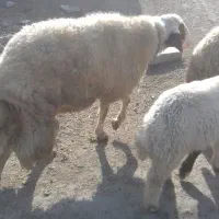 قوچ|حیوانات مزرعه|اسلام‌‌آباد غرب, |دیوار