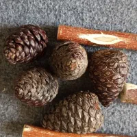 چوب طبیعی پرنده|لوازم جانبی حیوانات|فولادشهر, C8|دیوار