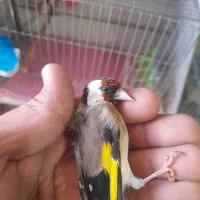 ماده سهره متولد قفس