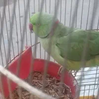 طوطی ملنگو سخنگو|پرنده|همدان, |دیوار