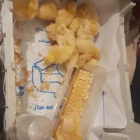 بلدرچین|حیوانات مزرعه|تربتحیدریه, شهرک ولیعصر|دیوار