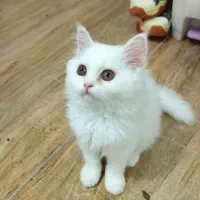 گربه پرشین سفید