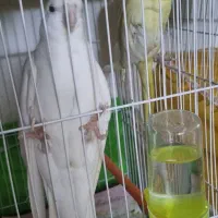 عروس هلندی کوتوله قناری شاه طوطی ملنگو|پرنده|مشهد, حیدرآباد|دیوار