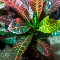 گلکده آیلار|گل و گیاه طبیعی|فردوس (خراسان), |دیوار