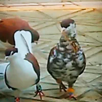 یک جفت ساده سرخ افغانی کاکلی  تخت افشون|پرنده|مشهد, شهرک شهید باهنر|دیوار