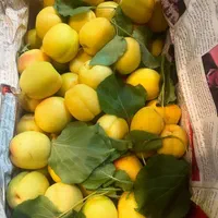 اجاره مغازه ۵۰ متری(بازارچه میوه تره بار)|اجارهٔ مغازه و غرفه|بندر کنگان, |دیوار