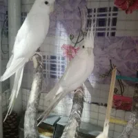 عروس هلندی و البینو