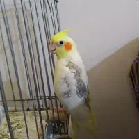 عروس هلندی|پرنده|اسلام‌شهر, شهرک محمدیه|دیوار