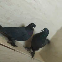 کبوتر لوتی|پرنده|خسروشاه, |دیوار