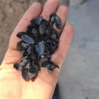 خریدار کربن پسته، بادام ، فندق