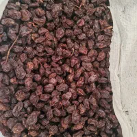 کشمش آفتابی