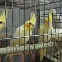 عروس هلندی طوطی گیرینچیک