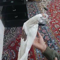 کبوتر خال دار