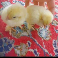 جوجه برهما و اردک|حیوانات مزرعه|مشهد, ویلاشهر|دیوار