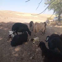 فروش ۳راس بز