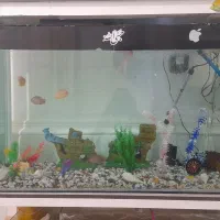 اکواریوم بزرگ|ماهی|بندرعباس, |دیوار