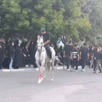 اسب اصیل عرب مصری