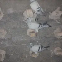 کفتر کبوتر|پرنده|شیراز, وزیرآباد|دیوار