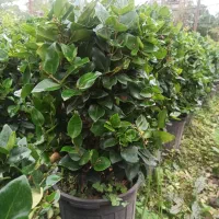 یاس هلندی گلدان12و3نیم پر|گل و گیاه طبیعی|چابکسر, |دیوار