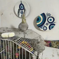 جوجه عروس هلندی|پرنده|مشهد, شهید قربانی|دیوار