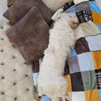 واگذاری رایگان سگ تریر|سگ|اوز, |دیوار