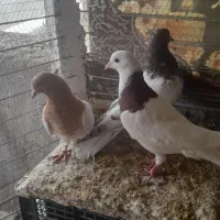 ۳ تا باشی قرمز|پرنده|پارسآباد, |دیوار