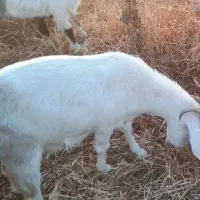 بز ابستن|حیوانات مزرعه|شاهرود, |دیوار