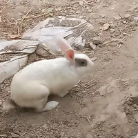 خرگوش نر